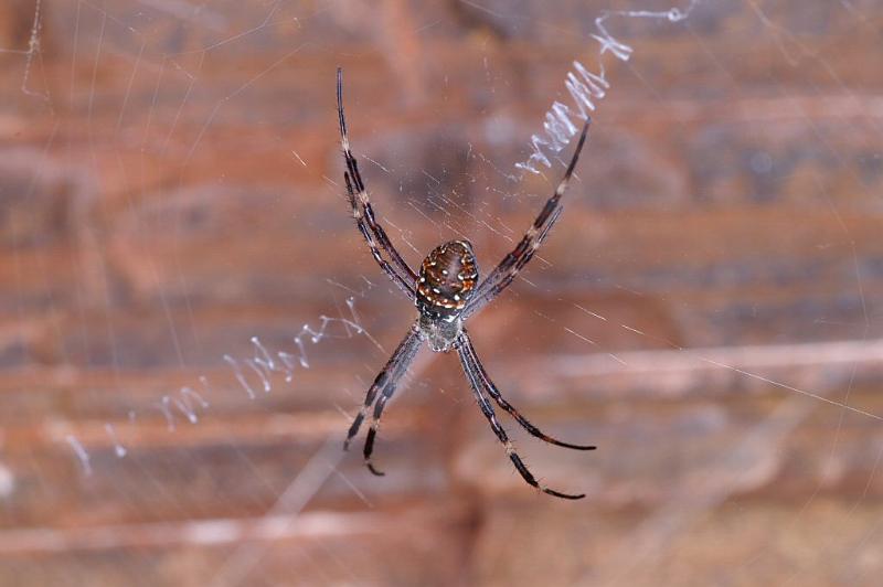 Argiope_ZZ307_D3477_Z_84_Karinji NP_Australie.jpg